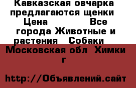 Кавказская овчарка -предлагаются щенки › Цена ­ 20 000 - Все города Животные и растения » Собаки   . Московская обл.,Химки г.